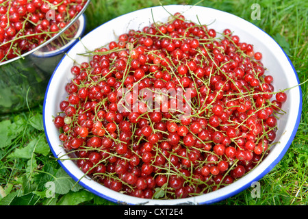 Appena raccolto rosso ribes (Ribes rubrum) Foto Stock