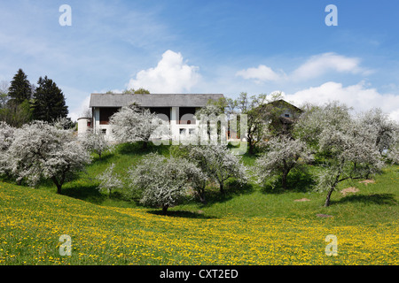 La fioritura degli alberi da frutto, zone umide nei pressi di Wolfsberg, Koralpe sul retro, Lavanttal Valley, Carinzia, Austria, Europa Foto Stock