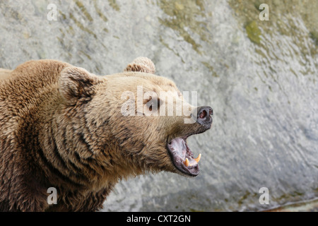 L'orso bruno (Ursus arctos), Cumberland Deer Park Gruenau, regione del Salzkammergut, Austria superiore, Austria, Europa Foto Stock