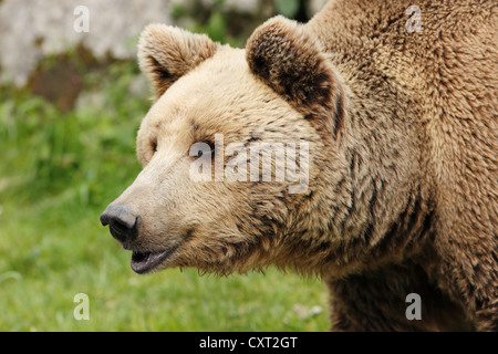 Braun bear (Ursus arctos), Cumberland Deer Park Gruenau, regione del Salzkammergut, Austria superiore, Austria, Europa Foto Stock