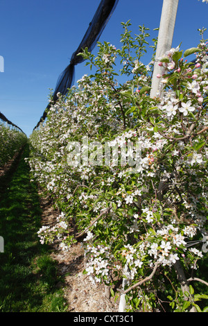 Apple Blossom in un meleto, Puch vicino a Weiz, Mt Kulm sul retro, Siria, Austria, Europa PublicGround Foto Stock