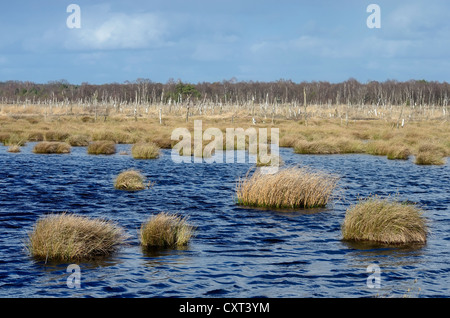 Upland moor, bog, rehdener geestmoor riserva naturale, vicino rehden, diepholz pianura area di torbiera, diepholz Regione Bassa Sassonia Foto Stock