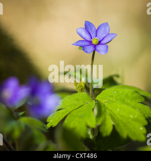 Comune, Hepatica Liverwort, Kidneywort o Centella (Anemone hepatica), vicino Hohenaltheim, Baviera, Germania, Europa Foto Stock