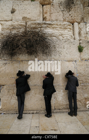 Gli ebrei ortodossi pregano, Muro occidentale o Muro del Pianto, Gerusalemme, Israele, Medio Oriente Foto Stock