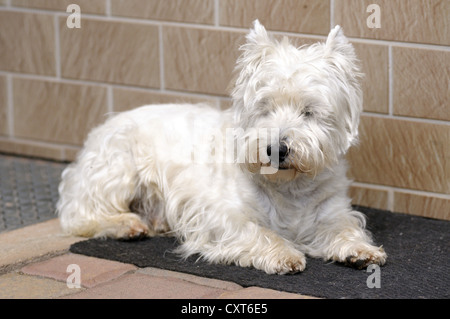 West Highland Terrier giacente su un tappetino Foto Stock
