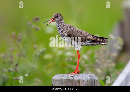 Comune (redshank Tringa totanus), chiamando, appollaiato su un palo, Texel, Paesi Bassi, Europa Foto Stock