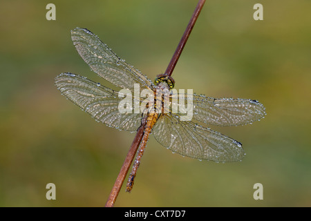 Vagrant Darter (Sympetrum vulgatum), Vulkan Eifel, Renania-Palatinato Foto Stock