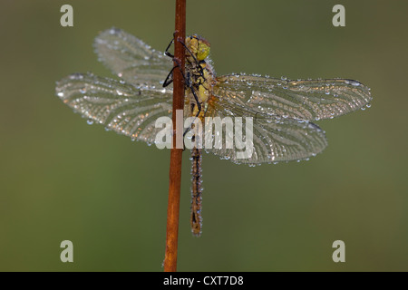 Vagrant Darter (Sympetrum vulgatum), Vulkan Eifel, Renania-Palatinato Foto Stock