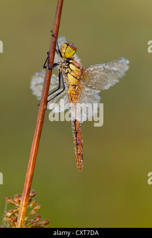 Vagrant Darter (Sympetrum vulgatum), Vulkan Eifel, Renania-Palatinato Foto Stock