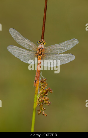 Vagrant Darter (Sympetrum vulgatum), Vulkan Eifel, Renania-Palatinato Foto Stock