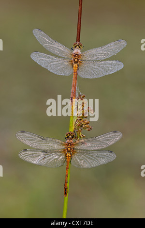 Due Vagrant Darters (Sympetrum vulgatum) su uno stelo, Vulkan Eifel, Renania-Palatinato Foto Stock