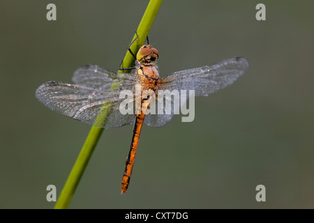 Vagrant Darter (Sympetrum vulgatum), femmina, Vulkan Eifel, Renania-Palatinato Foto Stock