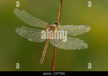 Vagrant Darter Dragonfly (Sympetrum vulgatum), femmina, Vulkan Eifel, Renania-Palatinato Foto Stock