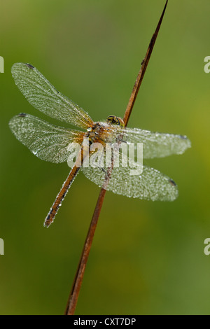 Vagrant Darter Dragonfly (Sympetrum vulgatum), femmina, Vulkan Eifel, Renania-Palatinato Foto Stock