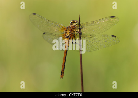 Vagrant Darter Dragonfly (Sympetrum vulgatum), femmina, Vulkan Eifel, Renania-Palatinato Foto Stock