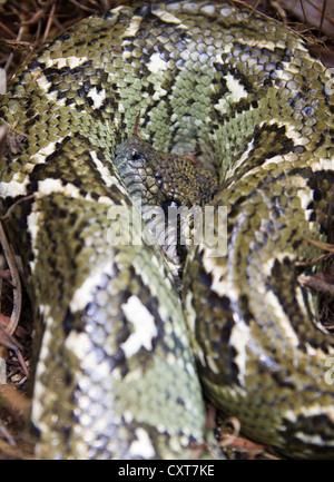 Madagascar Boa di massa (Acrantophis dumerili), mountain cloud foreste di Andasibe, Madagascar, Africa Foto Stock