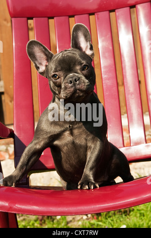 Bulldog francese cucciolo seduto su una sedia da giardino Foto Stock