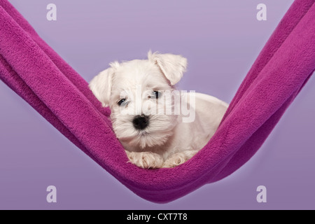 Miniaturizzato bianco CUCCIOLO SCHNAUZER in una amaca Foto Stock