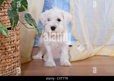 Miniaturizzato bianco CUCCIOLO SCHNAUZER seduto davanti a una tenda in un appartamento Foto Stock