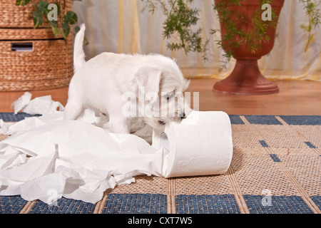 Cheeky miniaturizzato bianco CUCCIOLO SCHNAUZER circondato da shredded carta igienica Foto Stock