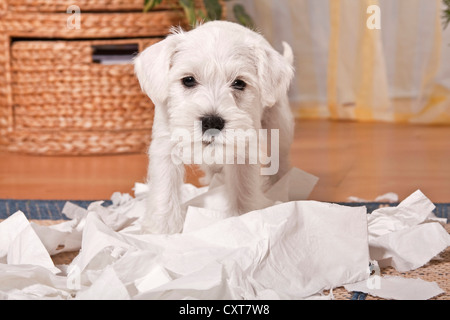 Cheeky miniaturizzato bianco CUCCIOLO SCHNAUZER circondato da shredded carta igienica Foto Stock