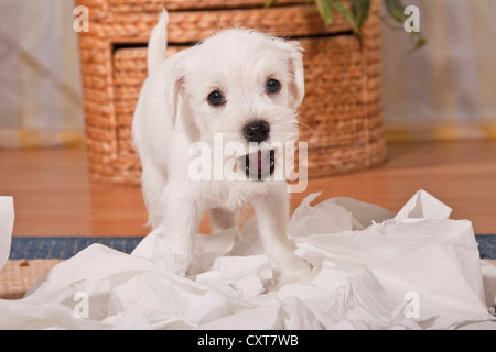 Cheeky miniaturizzato bianco CUCCIOLO SCHNAUZER circondato da shredded carta igienica Foto Stock