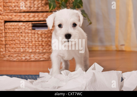 Cheeky miniaturizzato bianco CUCCIOLO SCHNAUZER circondato da shredded carta igienica Foto Stock