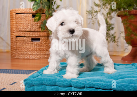 Miniaturizzato bianco CUCCIOLO SCHNAUZER su un cuscino Foto Stock