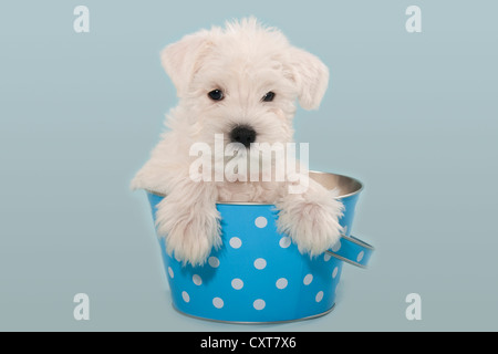 Miniaturizzato bianco CUCCIOLO SCHNAUZER in una benna Foto Stock