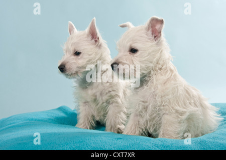 Due West Highland White Terrier, Westie cuccioli, seduta Foto Stock
