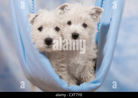 Due West Highland White Terrier, Westie cuccioli in amaca Foto Stock