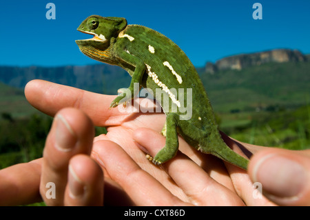 Chameleon (Chamaeleonidae) seduto su una mano, Royal Natal National Park, Drakensberg Mountains, KwaZulu-Natal, Sud Africa Foto Stock