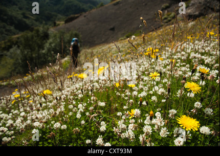 Trifoglio bianco o olandese di trifoglio rosso (Trifolium repens) e (Hawkweed Hieracium) su un prato, femmina escursionista sul Laugavegur escursionismo Foto Stock