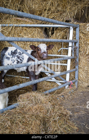 Dh allevamento bovino giovane pochi giorni vitello nella stalla bovini penna Foto Stock