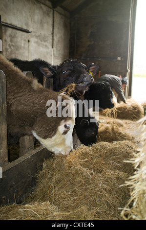 dh BEEF UK Farmer nutrire giovani mucche su insilato fieno bovini stalla penna allevamento animali animali fattoria inverno scozia Foto Stock