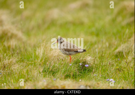 Comune, Redshank Tringa totanus, sulla brughiera, Unst, isole Shetland, Scozia Foto Stock