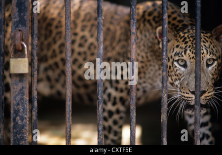 Leopard in gabbia. Foto Stock