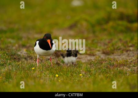 Eurasian Oystercatcher, Haematopus ostralegus, con due pulcini, Unst, isole Shetland, Scozia Foto Stock