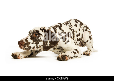 Cucciolo dalmata isolato su uno sfondo bianco Foto Stock