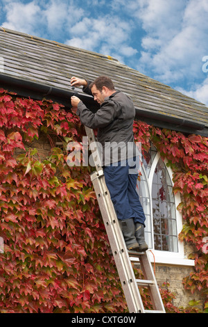 DIY di fissaggio maschio grondaie per tetto su edificio del periodo coperto con Boston Ivy Foto Stock