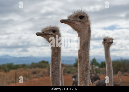 Teste di struzzo. Sudafrica Foto Stock