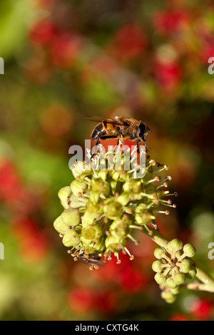 Lavoratore Honey Bee Apis mellifera foraggio per il polline e il nettare dai fiori di inglese Ivy Hedera helix. Foto Stock