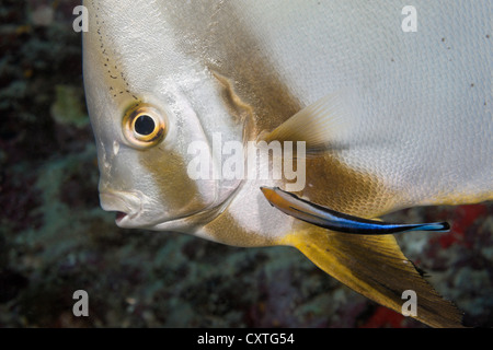 Batfish puliti da Wrasse, Platax teira, Labroides dimidiatus, Oceano Indiano, Maldive Foto Stock