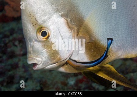 Batfish puliti da Wrasse, Platax teira, Labroides dimidiatus, Oceano Indiano, Maldive Foto Stock