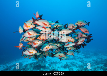 Secca di Humpback Snapper, Lutjanus gibbus, Felidhu Atoll, Maldive Foto Stock