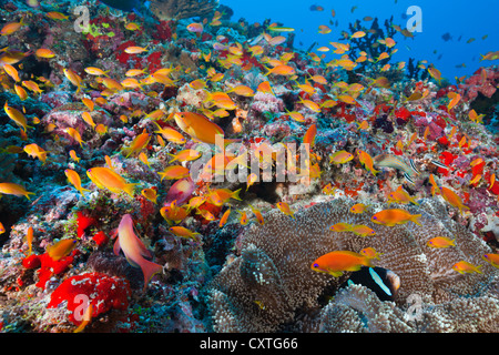 Lyretail Anthias in Coral Reef, Pseudanthias squamipinnis, Felidhu Atoll, Maldive Foto Stock