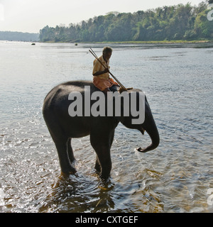 Vista sulla piazza di un giovane elefante asiatico con il suo mahout sulla sua schiena di bere dal fiume del Periyar presso un santuario in Kerala. Foto Stock