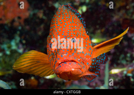 Coral raggruppatore, Cephalopholis miniata, Thaa Atoll, Maldive Foto Stock