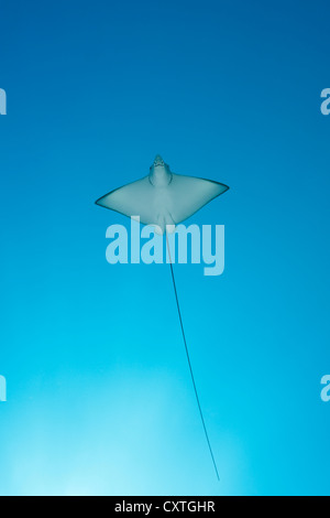 Eagle Ray, Aetobatus narinari, South Male Atoll, Maldive Foto Stock