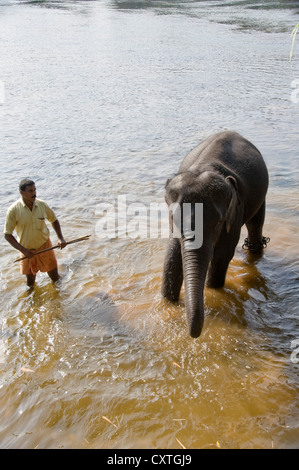 Vista verticale di un giovane elefante asiatico in piedi in acqua a un santuario in Kerala. Foto Stock